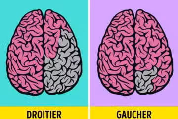 Deux MONDES différents, celui des DROITIERS et celui des GAUCHERS